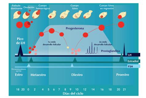 Ciclo estral